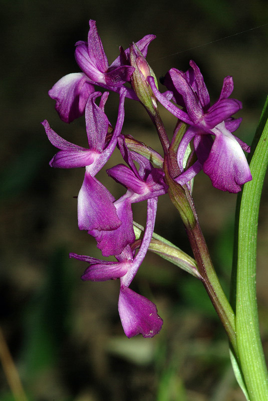 Anacamptis laxiflora / Orchide acquatica